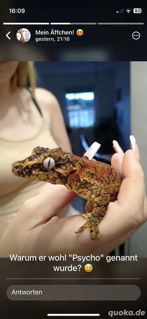 Höckerkopfgecko 1.0