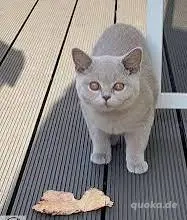 Suche zwei BKH britisch Kurthaar Kitten Weibchen in lilac