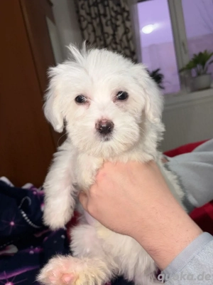 malteser welpen 