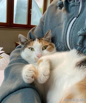 Glückskatze sucht ihr Glück als Einzelprinzessin!   