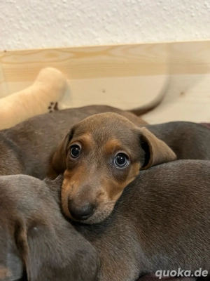 Zwergdackel, Dackel Welpen