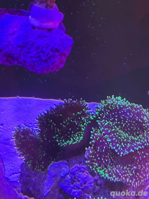 meerwasser rhodactis green tips koralle 