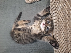 Katzen Babys (geb. 30.11.2025) 1.Advent 