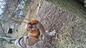 Junger Araucana-Hahn 