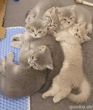 BKH Katzenbabys  5 kitten 