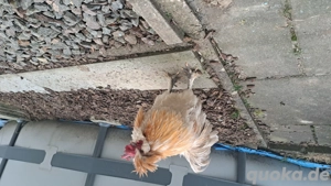 Junger Paduaner-Hahn