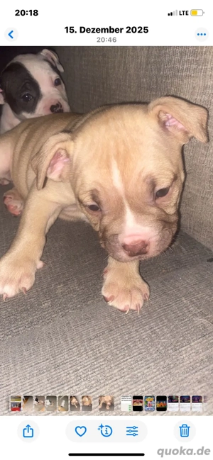 süße  Hündin  such ihre perfekte  Familie 