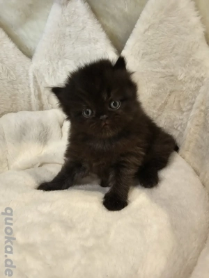 Wunderschöne Perser Kitten