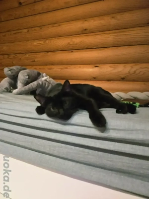 Katze sucht neues zu Hause 