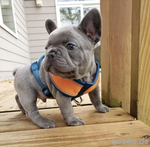 Extrem süß Französische Bulldoggen Welpen Bild 2