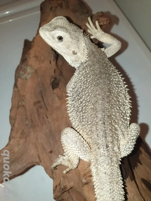 1.0 Bartagame Zero het Hypo Trans Leatherback Paradox