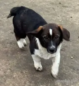 Hundebub Bertram sucht Dich