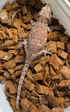 0.1 Rhacodactylus auriculatus - Reticulated