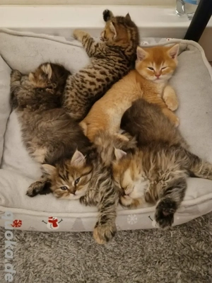 Reinrassige  Stammbaum Blh   Bkh kitten zu verkaufen 