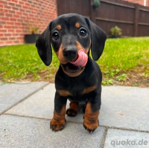 Wunderschöne Zwergdackelwelpen