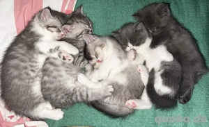 Süße Kitten 