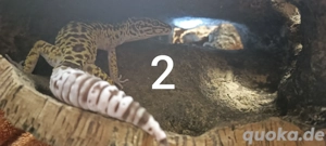 Eublepharis angramainyu  Iranischer Leopardgecko  Bild 2