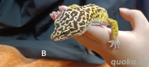 Eublepharis angramainyu  Iranischer Leopardgecko  Bild 4