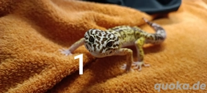 Eublepharis angramainyu  Iranischer Leopardgecko  Bild 3
