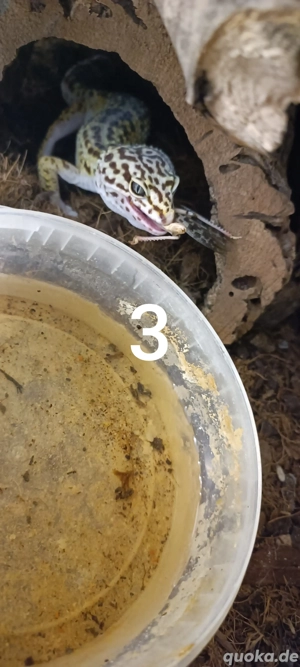Eublepharis angramainyu  Iranischer Leopardgecko  Bild 5