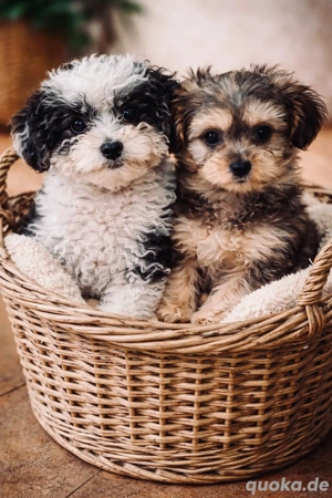 bollipoo(wie Maltipoo) Hündinnen mit gesundheitszeugniss