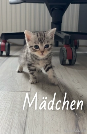 6BKH Babys,entwurmt+entfloht+Starter Paket, ab Februar