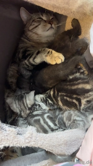 6BKH Babys,entwurmt+entfloht+Starter Paket, ab Februar