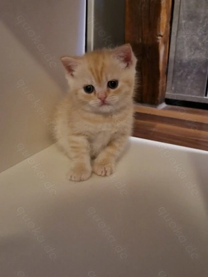 Bkh katzenbaby zu verkaufen 