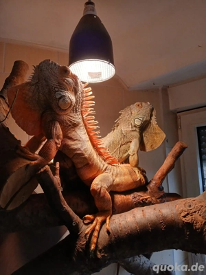 Grüner Leguan in Rot&Grün