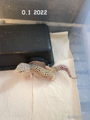 1.4 Eublepharis macularius Leopardgecko