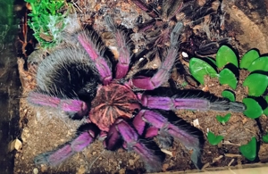 Pamphobeteus spec. machalla