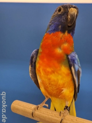 Glanzsittiche abzugeben  Bild 2