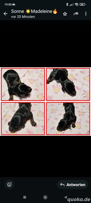 Dobermann Welpen vom FEUERKREIS.  VDH-DV Zucht Bild 5