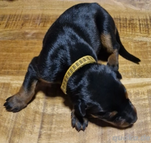 Dobermann Welpen vom FEUERKREIS.  VDH-DV Zucht Bild 3