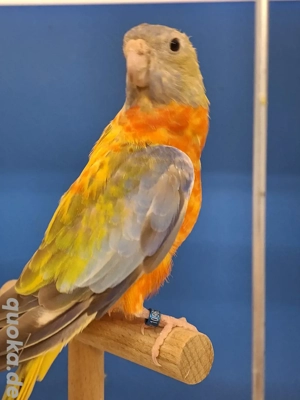 Glanzsittiche abzugeben  Bild 3