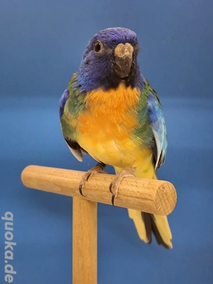 Glanzsittiche abzugeben  Bild 4