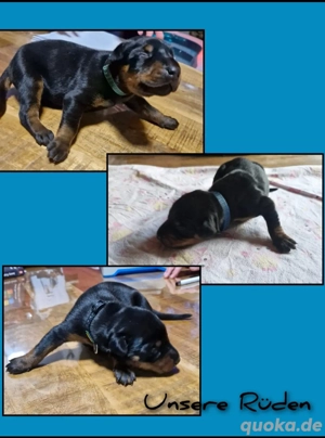 Dobermann Welpen vom FEUERKREIS.  VDH-DV Zucht