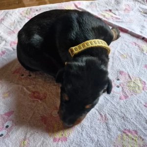 Dobermann Welpen vom FEUERKREIS.  VDH-DV Zucht Bild 4