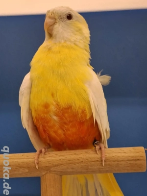 Glanzsittiche abzugeben  Bild 5