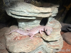 Leopardgecko weibchen 