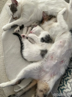 Europäche kurzhaarkatzen 