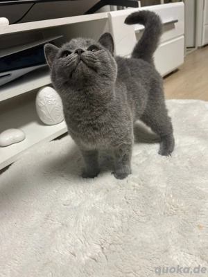 2 süße graue Britisch-Kurzhaar-Kitten 