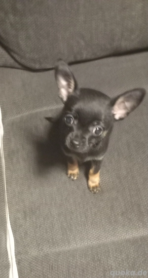 Pinscher Chihuahua mix 