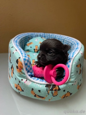 Chihuahua Welpe Hündin 