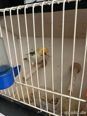 Stieglitz Ring 24-25