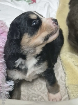 Großartige Berner-Leonberger-Mix Welpen (Rüden & Hündinnen) suchen Zuhause  Wir suchen ab Anfang Feb