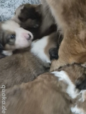 Großartige Berner-Leonberger-Mix Welpen (Rüden & Hündinnen) suchen Zuhause  Wir suchen ab Anfang Feb