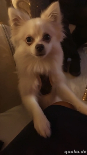 Zwergspitz abzugeben