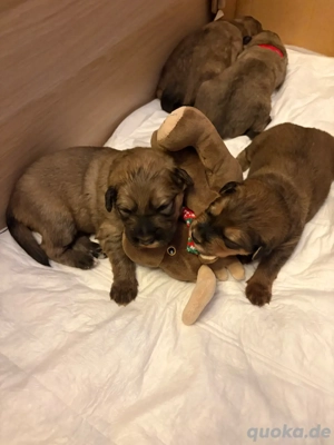 Welpen suchen ein liebevolles Zuhause 