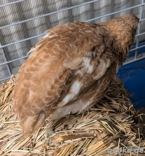 Japanische Legewachteln, rot gescheckt zur Abgabe